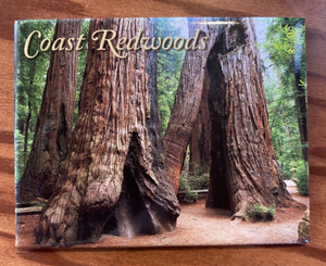 COAST REDWOODS MAGNET