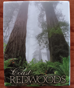 FOG IN THE REDWOODS MAGNET