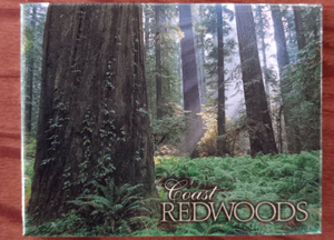 SHAFTS OF LIGHT IN REDWOODS MAGNET